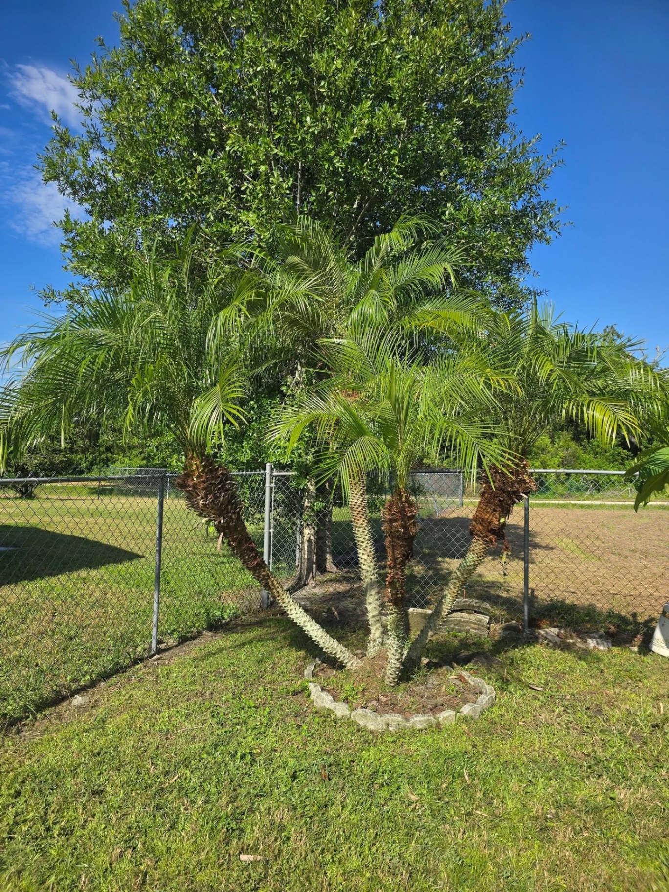After — cleanly trimmed palm tree with visible trunks