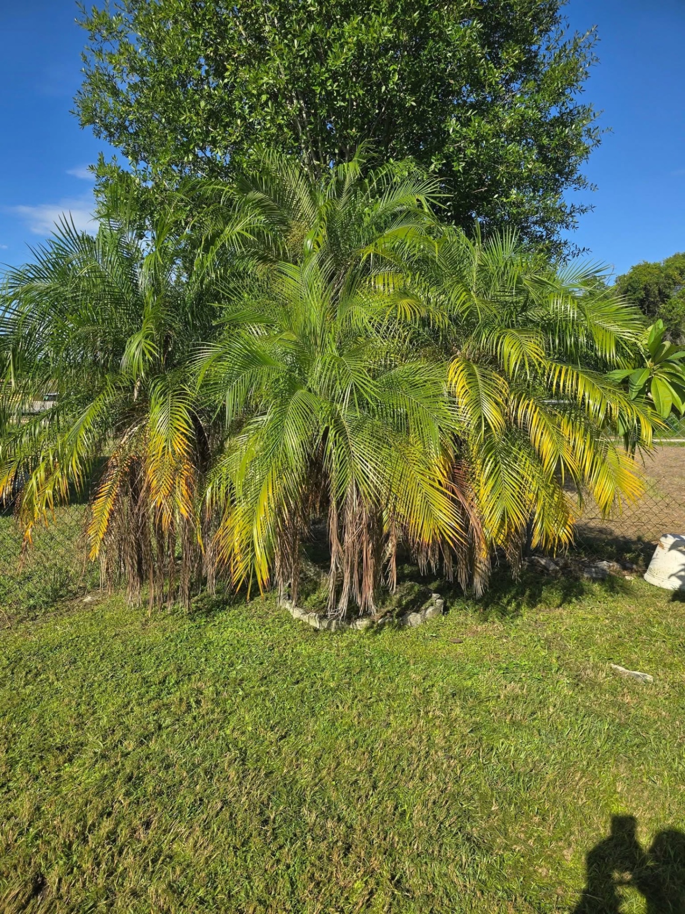 Before — overgrown palm tree with dead fronds