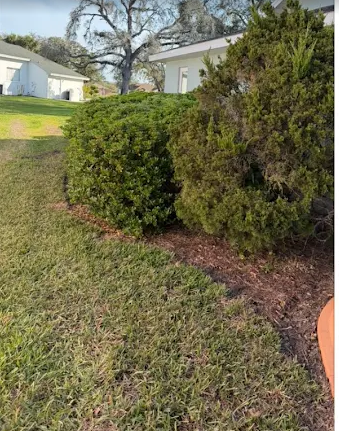 Professional hedge and shrub maintenance